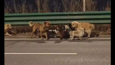 China: Your favourite internet story of 7 dogs returning home isn't true – it's not fake either