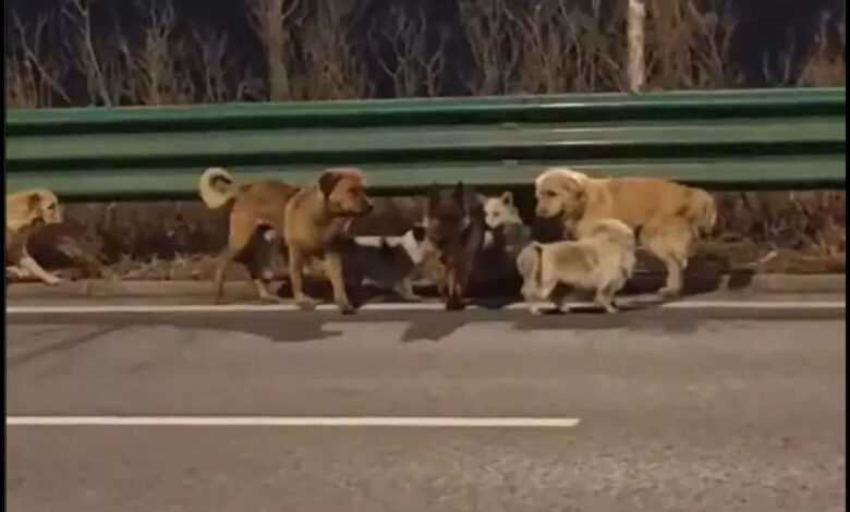 China: Your favourite internet story of 7 dogs returning home isn't true – it's not fake either
